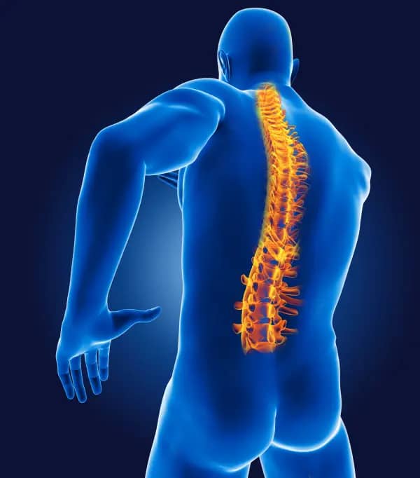 Dagram of the spine on a 3d image showing relationship with nterventional pain management